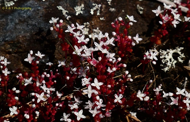{Diamorpha smallii}